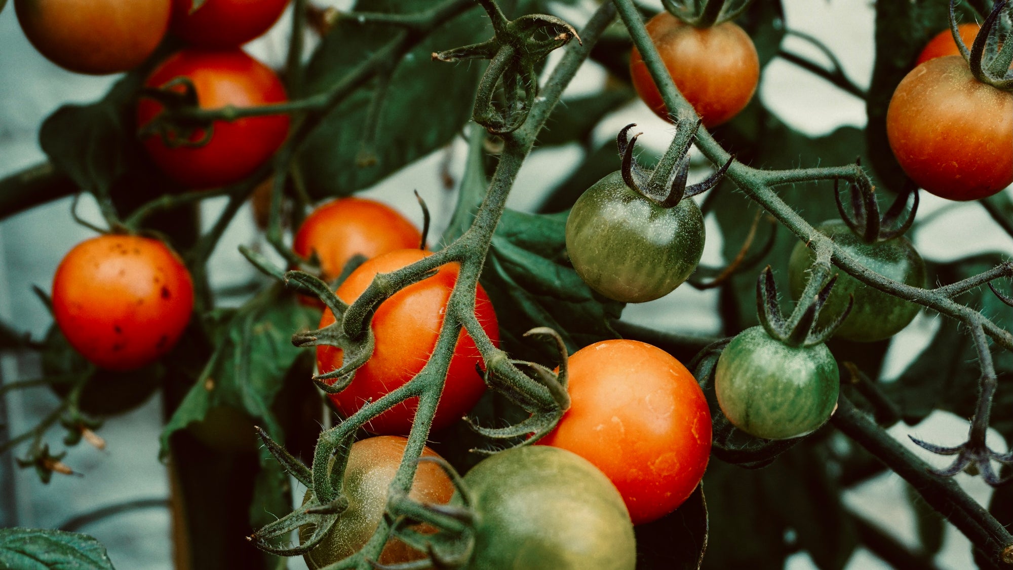 Comment récolter ses graines de tomates pour la saison prochaine ?