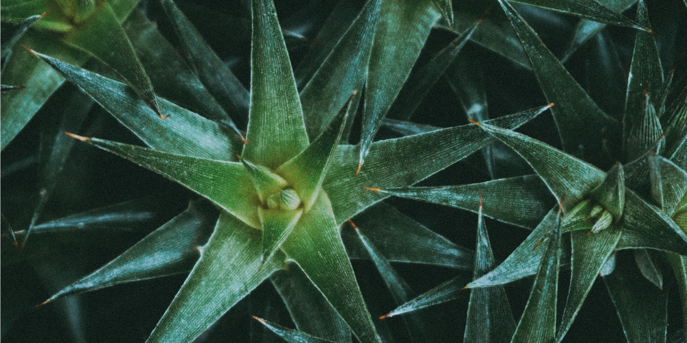 Les plantes dépolluantes, mythe ou réalité ?