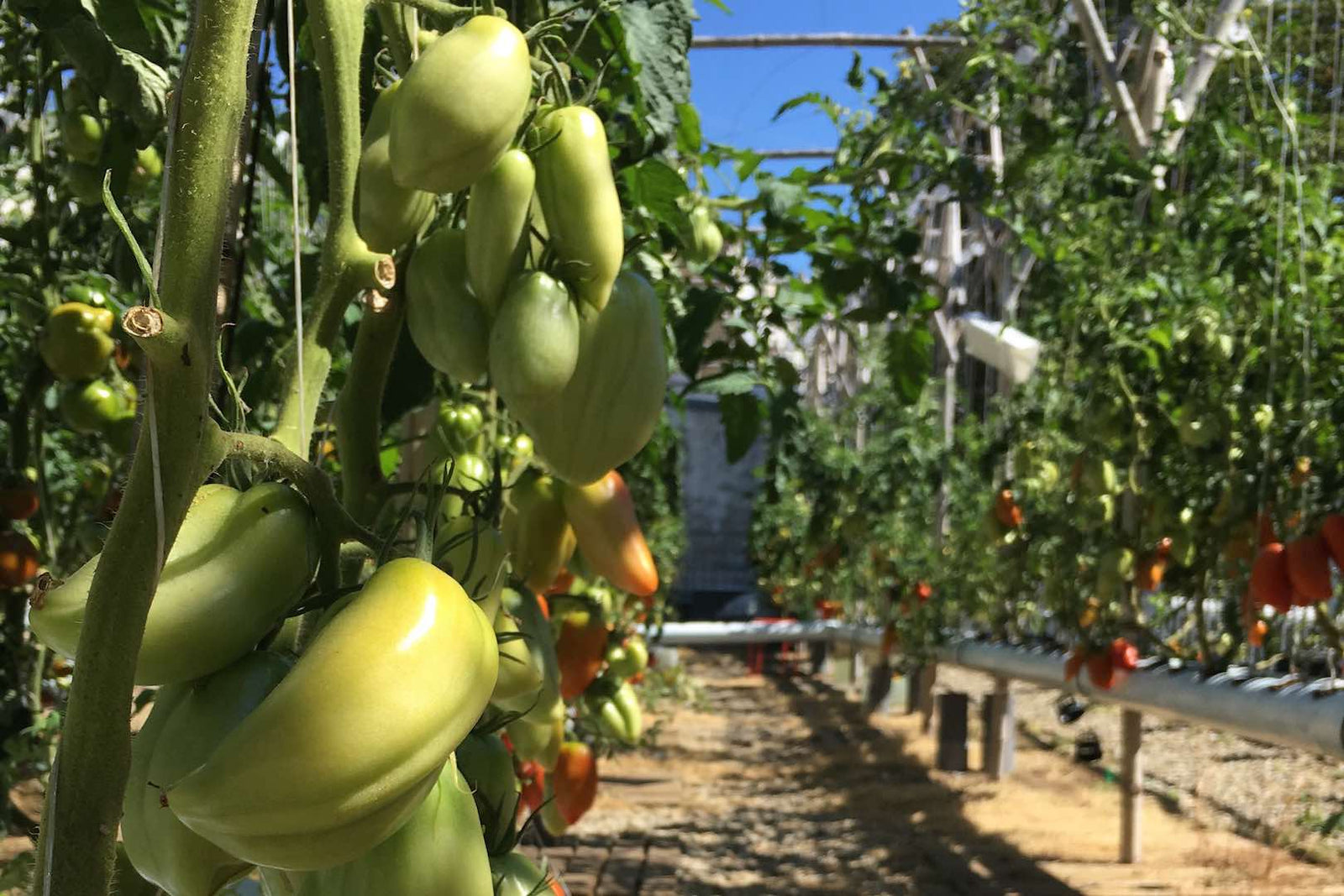 Non l’agriculture urbaine n’est pas une lubie de bobo !
