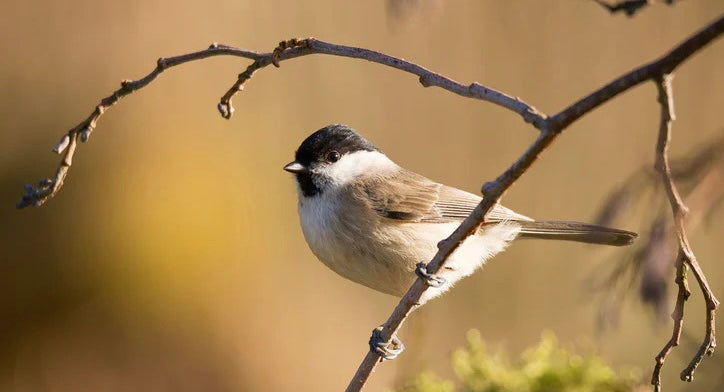 Quelles solutions pour nos oiseaux des villes ?