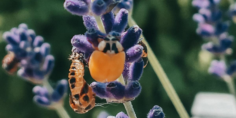La lutte écologique grâce aux fleurs mellifères, martyres et répulsives