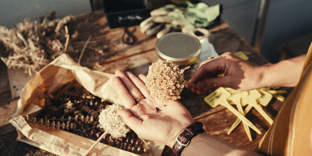 COMMENT RÉCOLTER ET CONSERVER SES GRAINES D'AROMATES