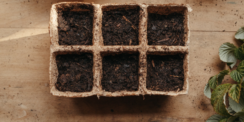 SOS, mes semis sont en détresse !