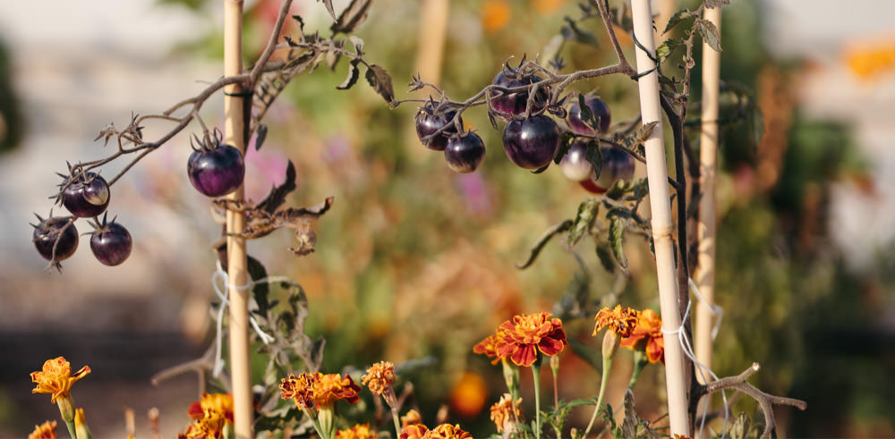 Semis en ville : choisir des variétés adaptées au jardinage urbain !