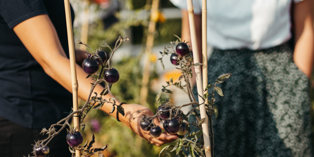 SOS mes plants de tomates sont en détresse
