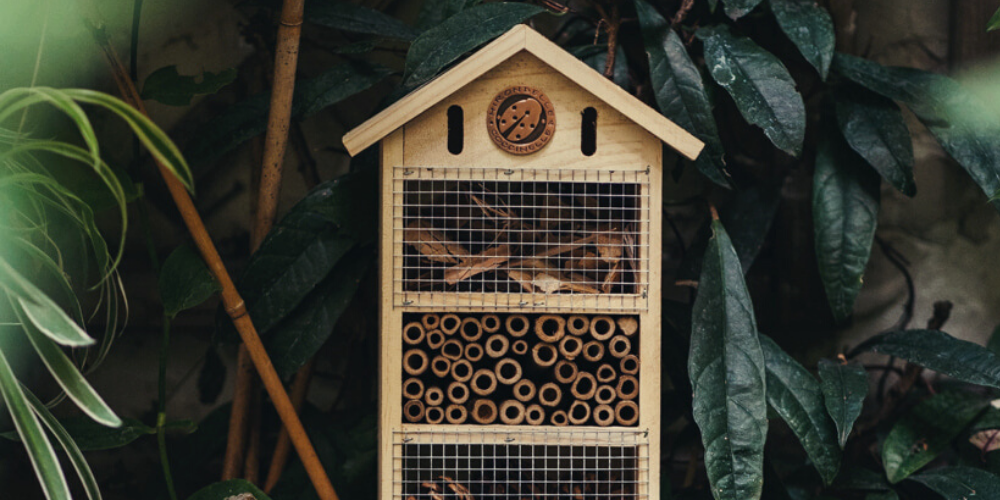 LET'S BEE, BIRD-FRIENDLY 🐝🐦