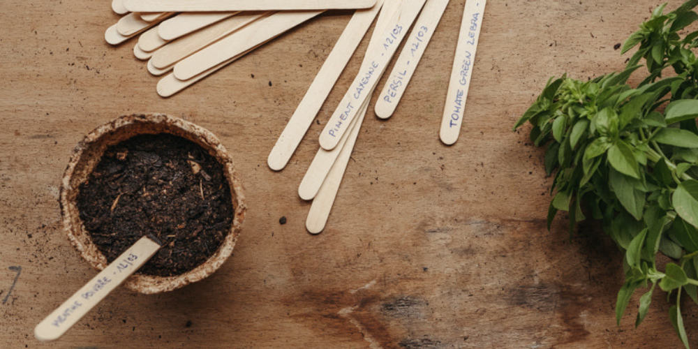 Comment choisir des graines de qualité ?