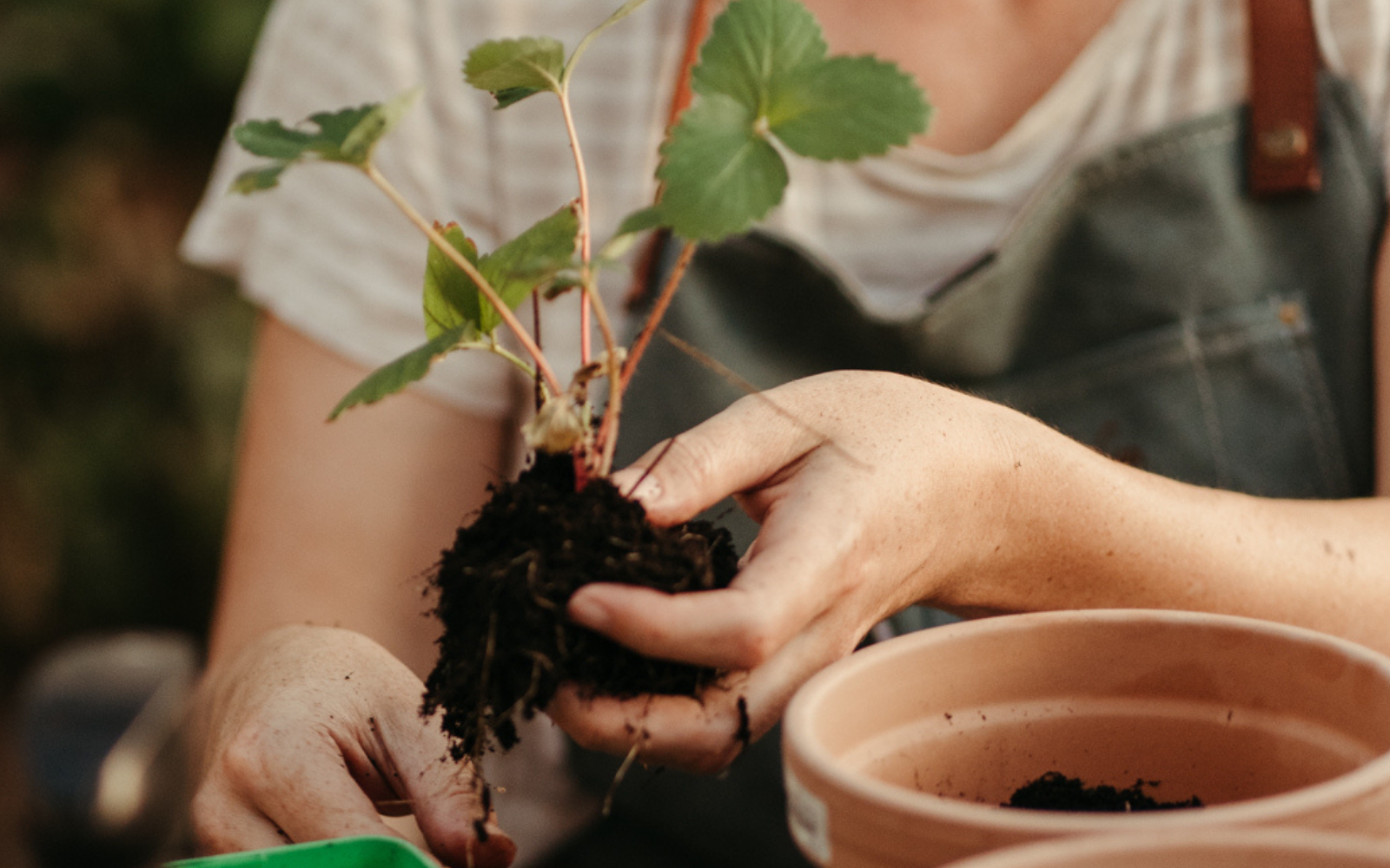 Jardinage urbain, agriculture en ville. ALMA Grown in town