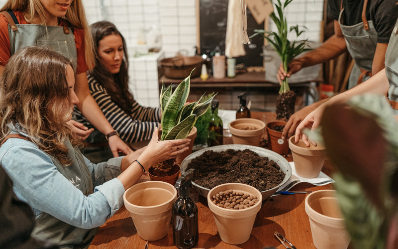 atelier végétal cactus et succulentes Paris apprendre entretien rempotage multiplication